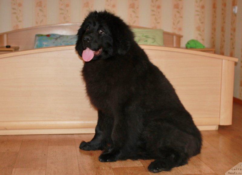 Фотография № 176954