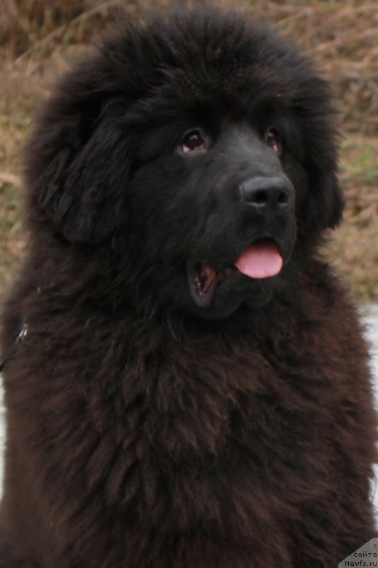 Фотография № 176955