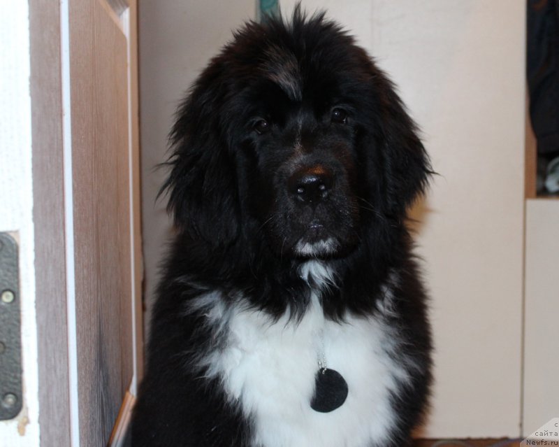 Фото: ньюфаундленд Линда Ева