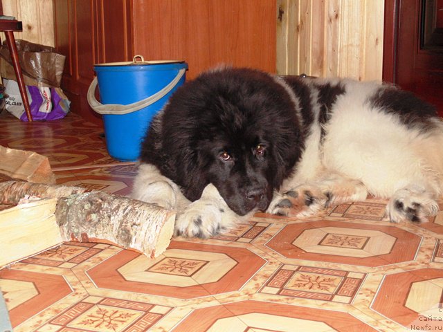 Фотография № 176987