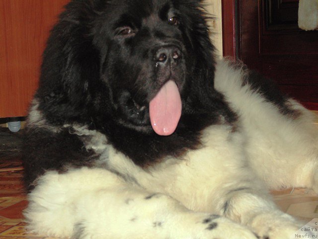 Фотография № 176988