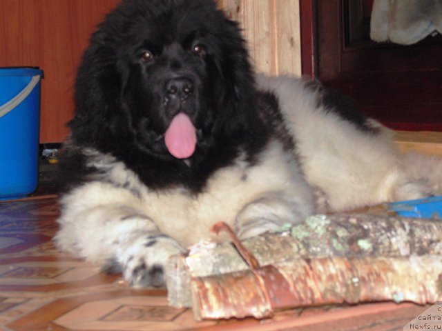 Фото: ньюфаундленд Супер Бизон Мелодия