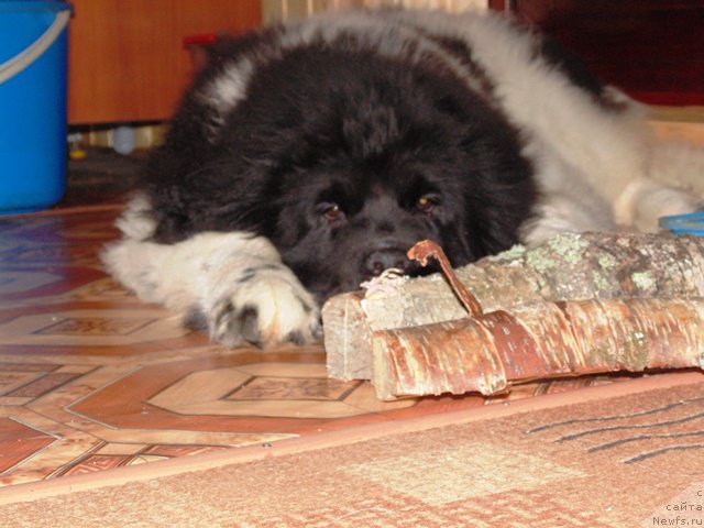 Фотография № 176990