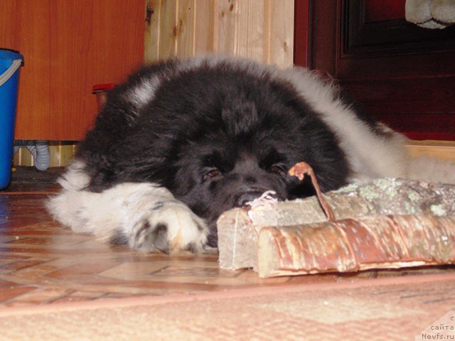 Фотография № 176991