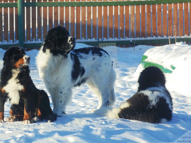 Фотография № 176994