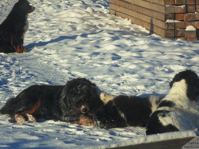 Фотография № 176996