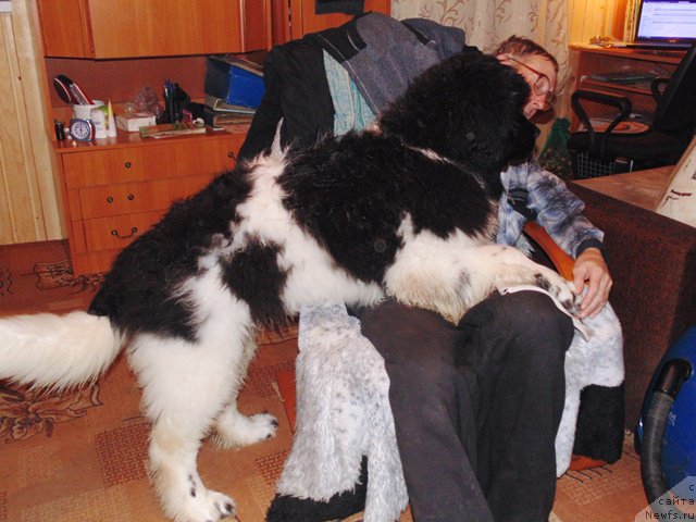 Фотография № 176998