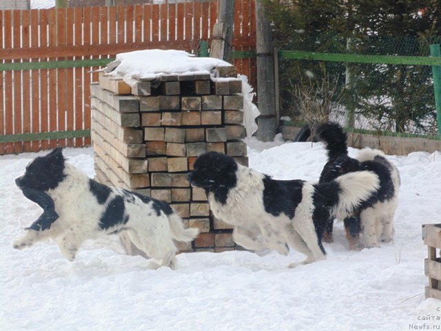 Фотография № 177002