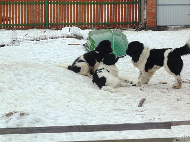 Фотография № 177003