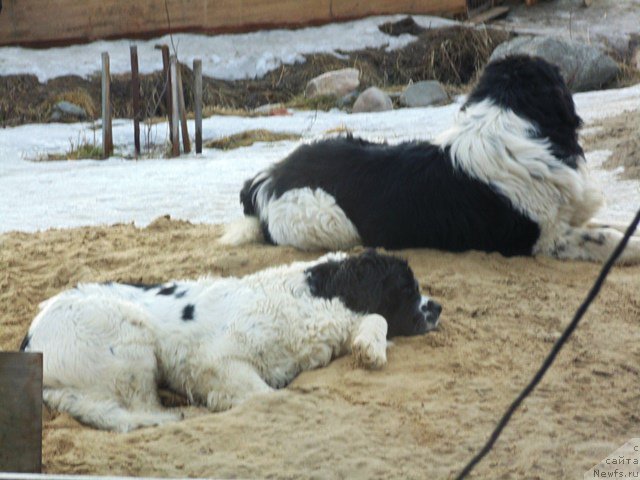 Фотография № 177007