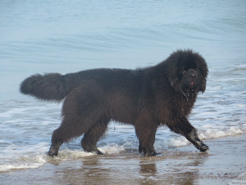 Фото: ньюфаундленд Акватория Келвин Ю Мэйк Май Дрим