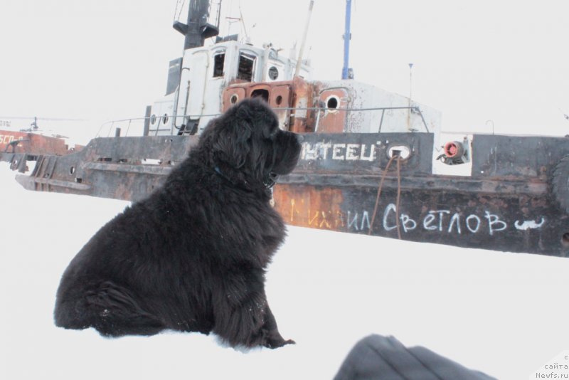 Фото: ньюфаундленд Бегущая по Волнам Зеро Коол