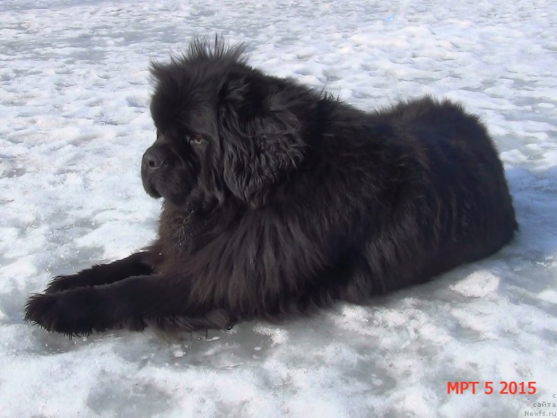Фото: ньюфаундленд Анджело Орсо Сириус (Angelo Orso Sirius)