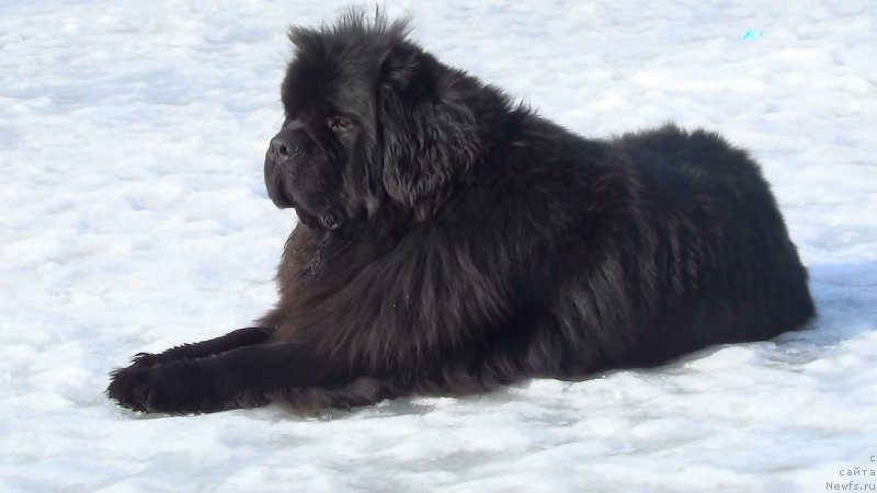 Фото: ньюфаундленд Анджело Орсо Сириус (Angelo Orso Sirius)