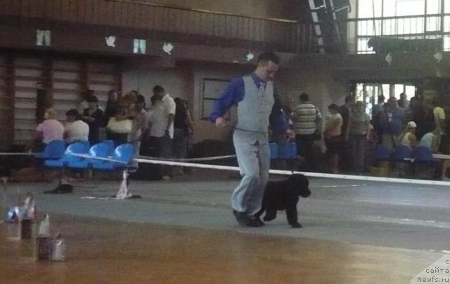 Фото: ньюфаундленд Элегия Моря