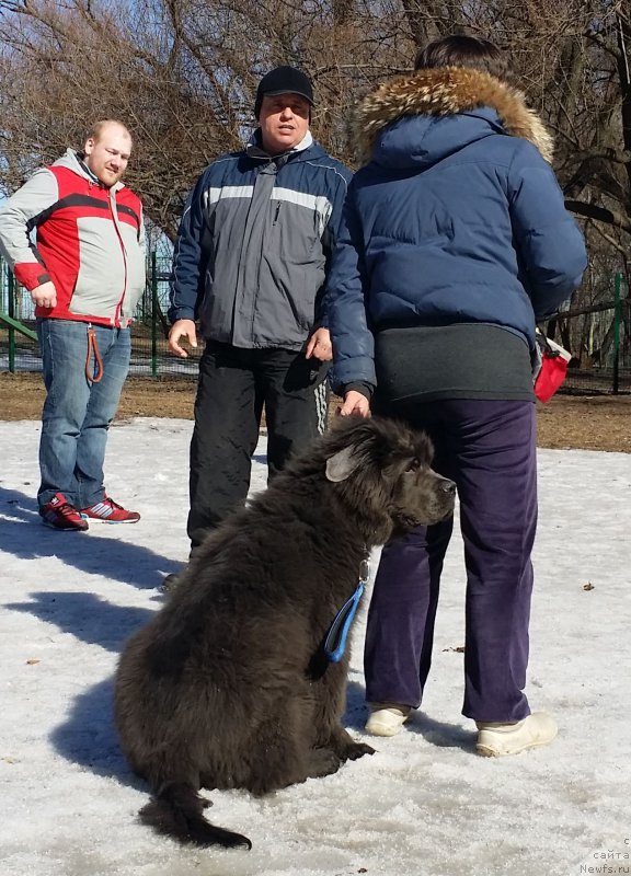 Фото: Елена Богданова, ньюфаундленд Ангел Хранитель Граффидд (Angel Khranitel Gruffidd), Александр Бурмистров, Михаил Михайлов