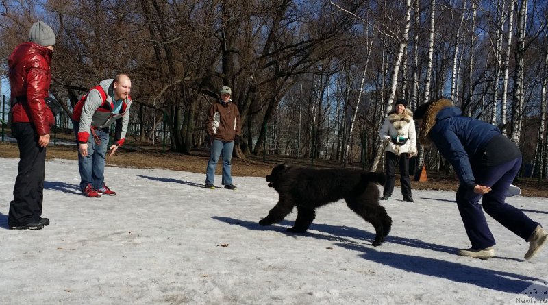 Фото: Лариса Кутина, ньюфаундленд Ангел Хранитель Граффидд (Angel Khranitel Gruffidd), Елена Богданова