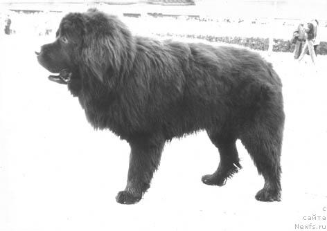 Фото: ньюфаундленд Жесбер Шериф