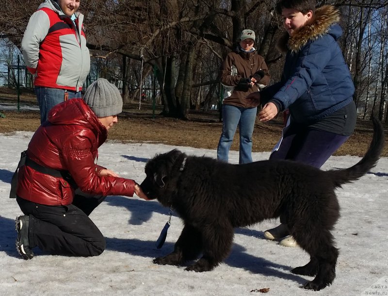 Фото: Лариса Кутина, ньюфаундленд Ангел Хранитель Граффидд (Angel Khranitel Gruffidd), Елена Богданова, Михаил Михайлов, Александра Фетисова