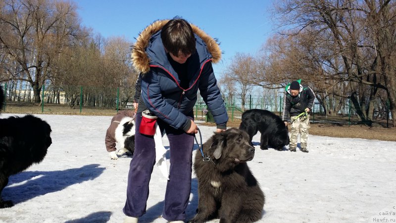 Фото: Елена Богданова, ньюфаундленд Ангел Хранитель Граффидд (Angel Khranitel Gruffidd)