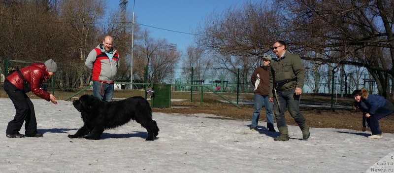 Фото: Лариса Кутина, ньюфаундленд Лаймар Сейнари, Михаил Михайлов, Андрей Васильцов, Александра Фетисова, Елена Богданова