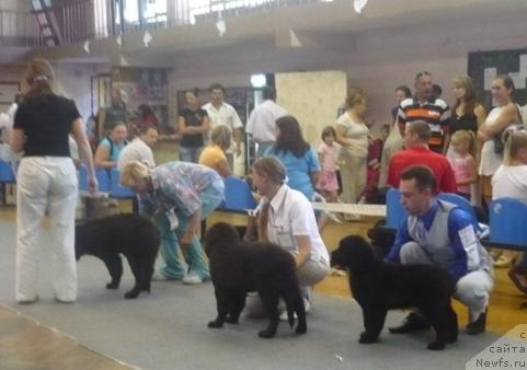 Фото: ньюфаундленд Алина Алика из Орловской Слободы, ньюфаундленд Августейшая Табата из Орловской Слободы, ньюфаундленд Элегия Моря