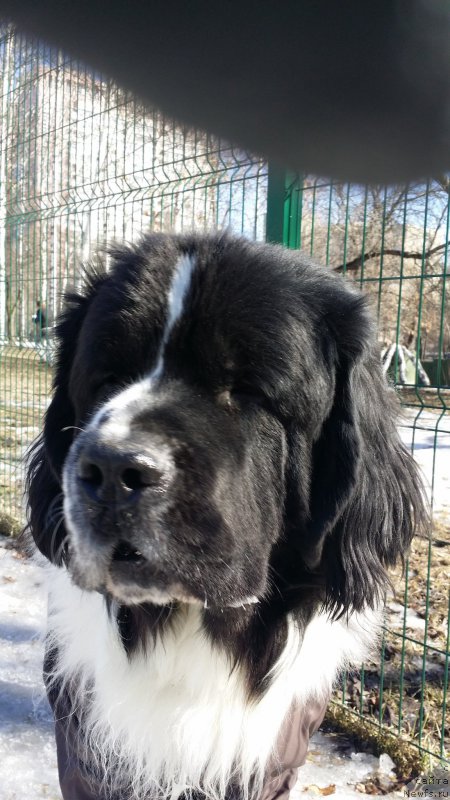 Фото: ньюфаундленд Сент Джонс Ванилла Айс (Sent Djons Vanilla Ice)