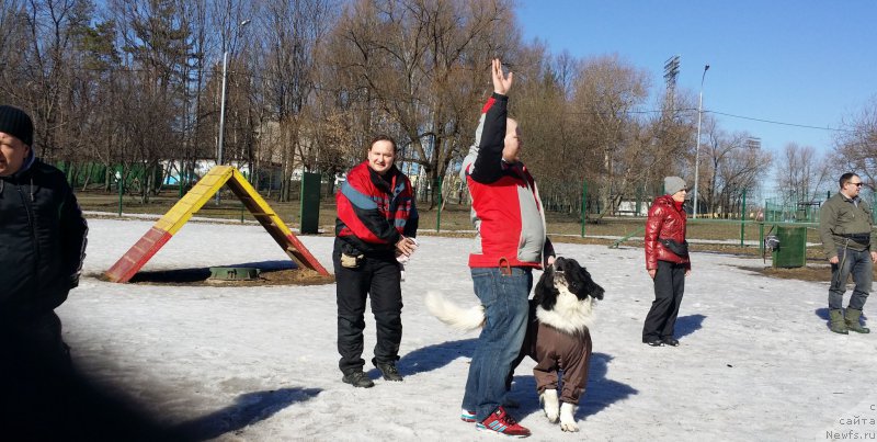 Фото: Михаил Михайлов, ньюфаундленд Сент Джонс Ванилла Айс (Sent Djons Vanilla Ice)