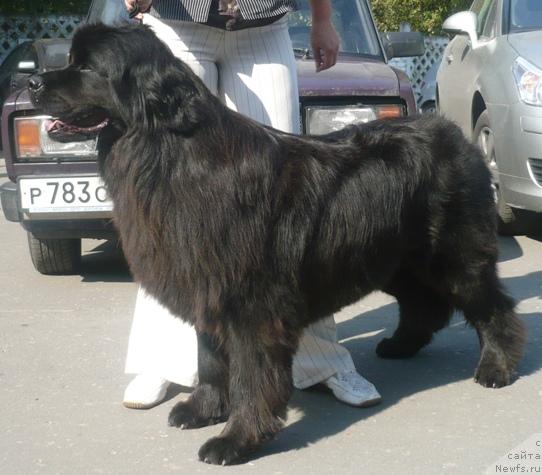 Фото: ньюфаундленд Алина Аника