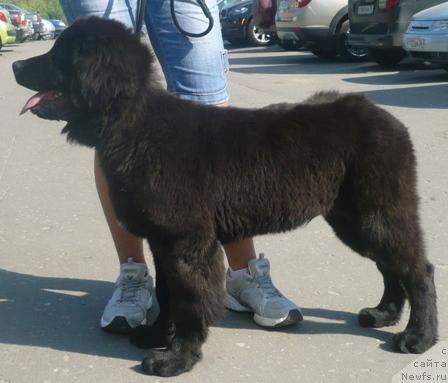 Фото: ньюфаундленд Апполон из Орловской Слободы