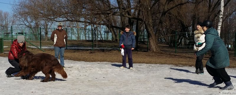 Фото: Лариса Кутина, Александра Фетисова, Елена Богданова, ньюфаундленд Фееричная Фортунатусси с Берега Дона (Feerichnaja Fortunatussi s Berega Dona), Наталья Смазчикова