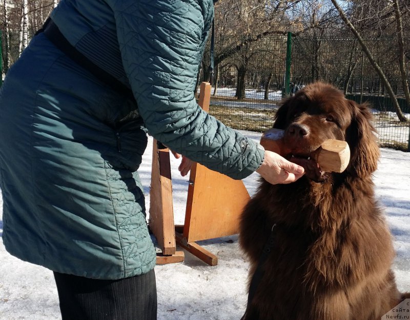 Фото: Наталья Смазчикова, ньюфаундленд Фееричная Фортунатусси с Берега Дона (Feerichnaja Fortunatussi s Berega Dona)