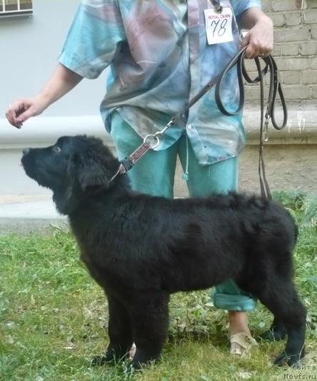 Фото: ньюфаундленд Алина Алика из Орловской Слободы