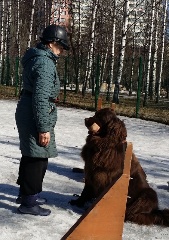 Фото: Наталья Смазчикова, ньюфаундленд Фееричная Фортунатусси с Берега Дона (Feerichnaja Fortunatussi s Berega Dona)