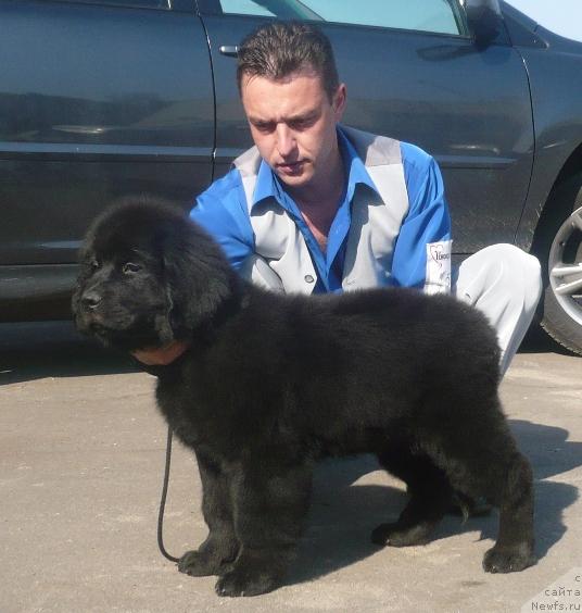 Фото: ньюфаундленд Элегия Моря