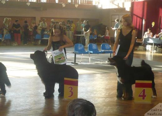 Фото: ньюфаундленд Валькирия Калипса