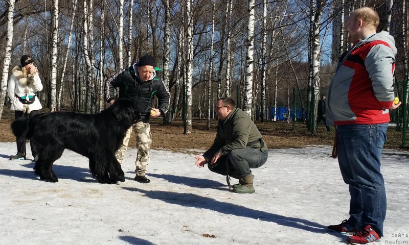 Фото: ньюфаундленд Чистый Бриллиант Амиго (Chisty Brilliant Amigo)