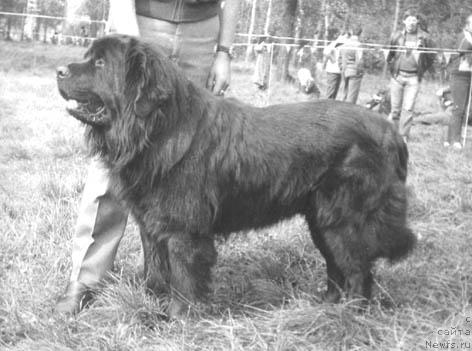 Фото: ньюфаундленд Хан Ян Вельт