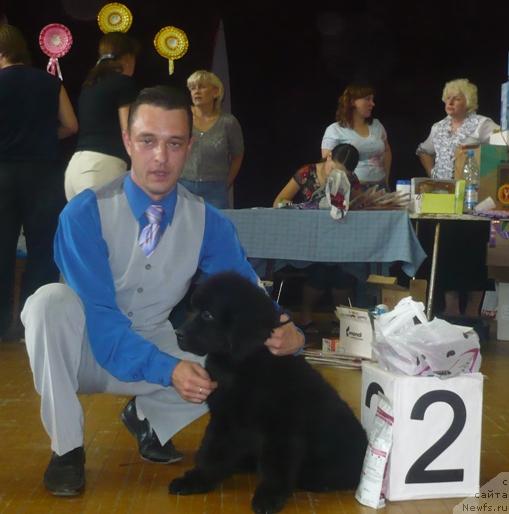 Фото: ньюфаундленд Элегия Моря