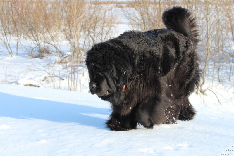 Фото: ньюфаундленд Fortuna of Giant's Island