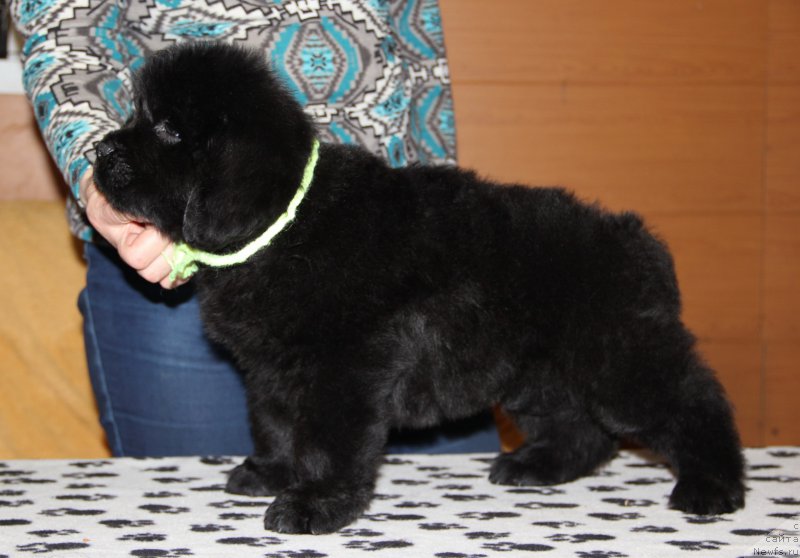 Фото: ньюфаундленд Ньюфорт Волшебный Лес Тоторо