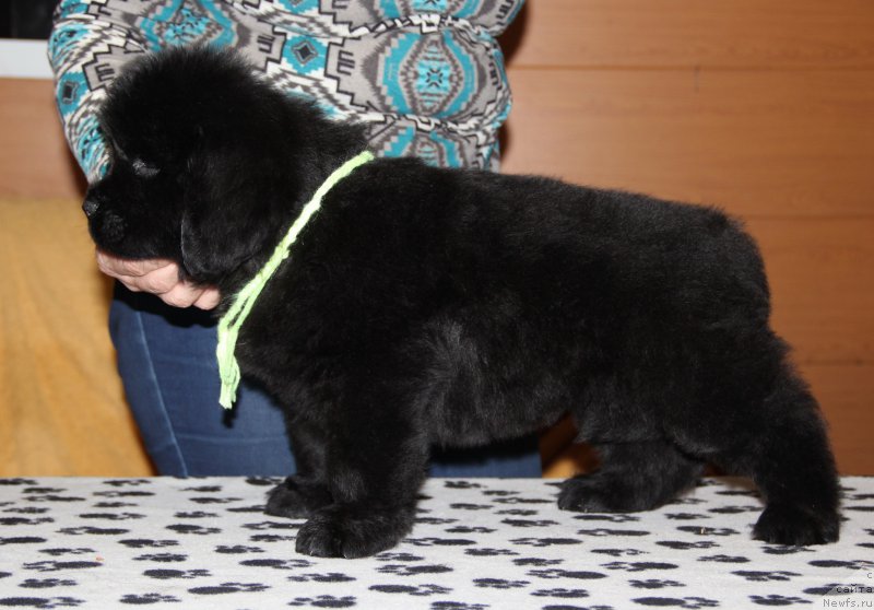 Фото: ньюфаундленд Ньюфорт Волшебный Лес Тоторо