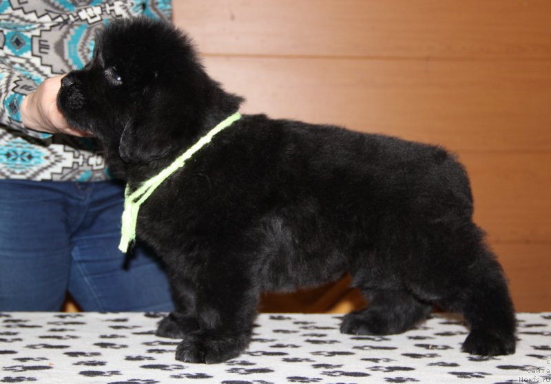 Фото: ньюфаундленд Ньюфорт Волшебный Лес Тоторо