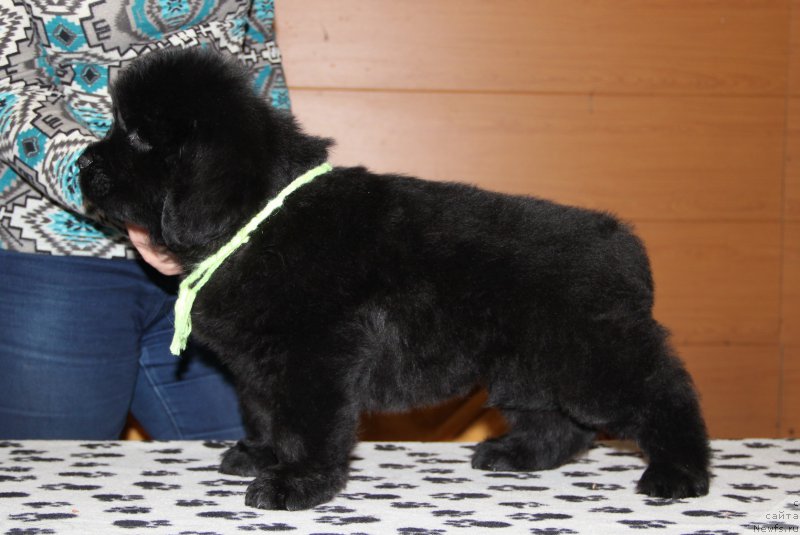 Фотография № 177245