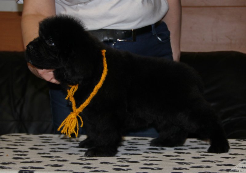 Фотография № 177247