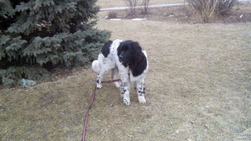 Фото: ньюфаундленд Сказочная Кроха Шампань