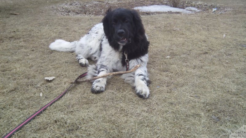 Фото: ньюфаундленд Сказочная Кроха Шампань