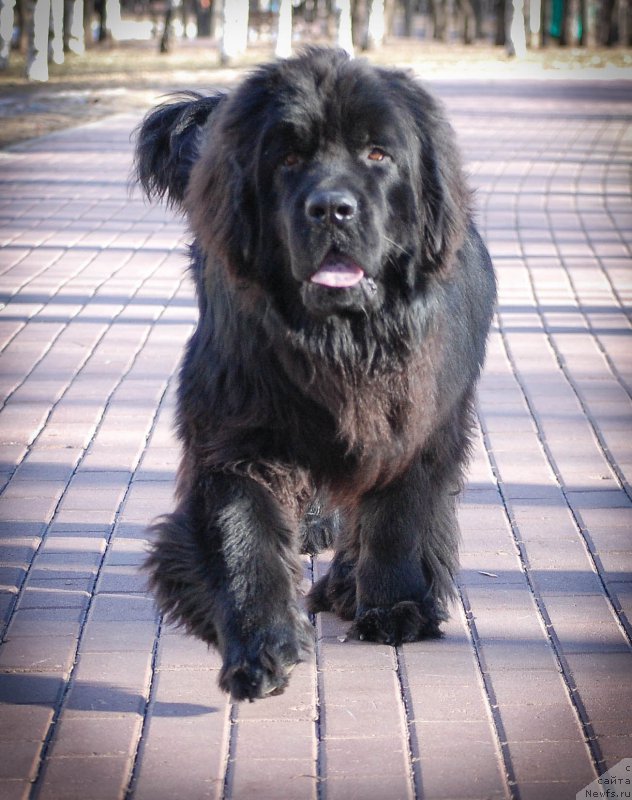 Фотография № 177256