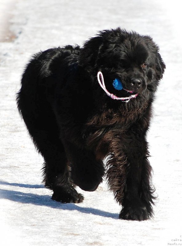 Фотография № 177257