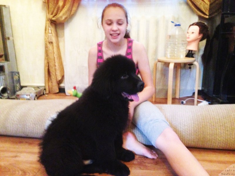 Фото: ньюфаундленд Пелей Клеве Лэд